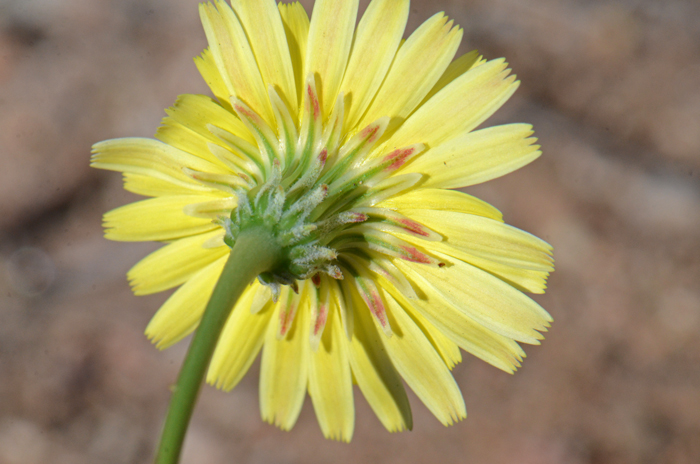 Smooth Desertdandelion; note in the photo that the flowers have linear, re-curved bracts surrounding the flowering heads. Malacothrix glabrata